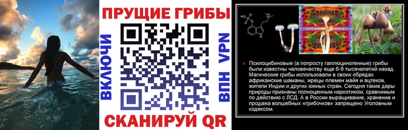 как найти наркотики  Шенкурск  Псилоцибиновые грибы GOLDEN TEACHER 
